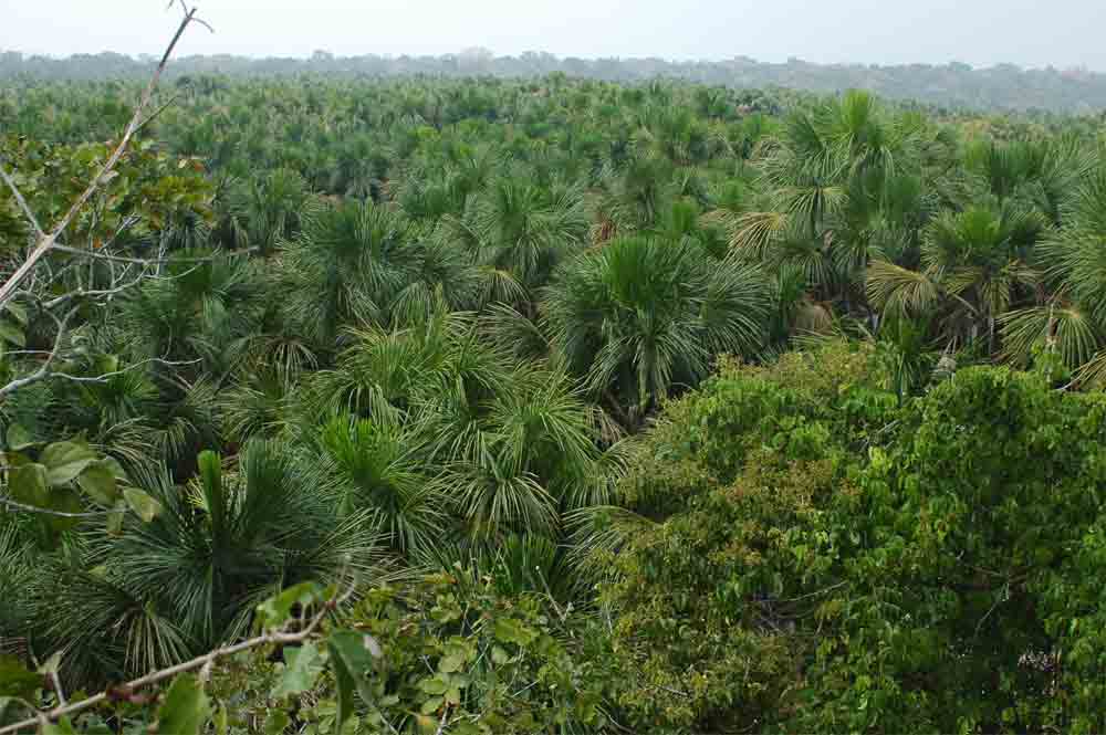 192 - Peru - Puerto Maldonado, La cocha perdida